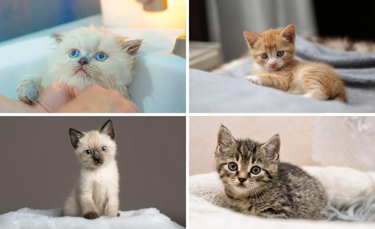 best kitten shampoo