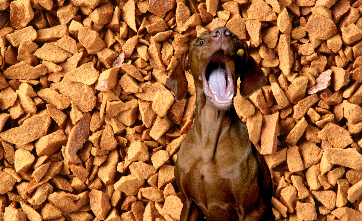 Freeze Dried Dog Treats