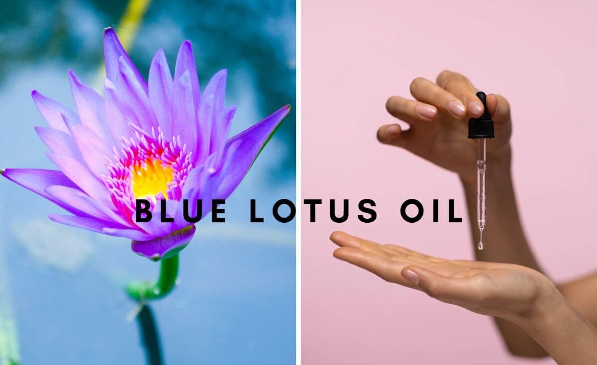 blue lotus oil
