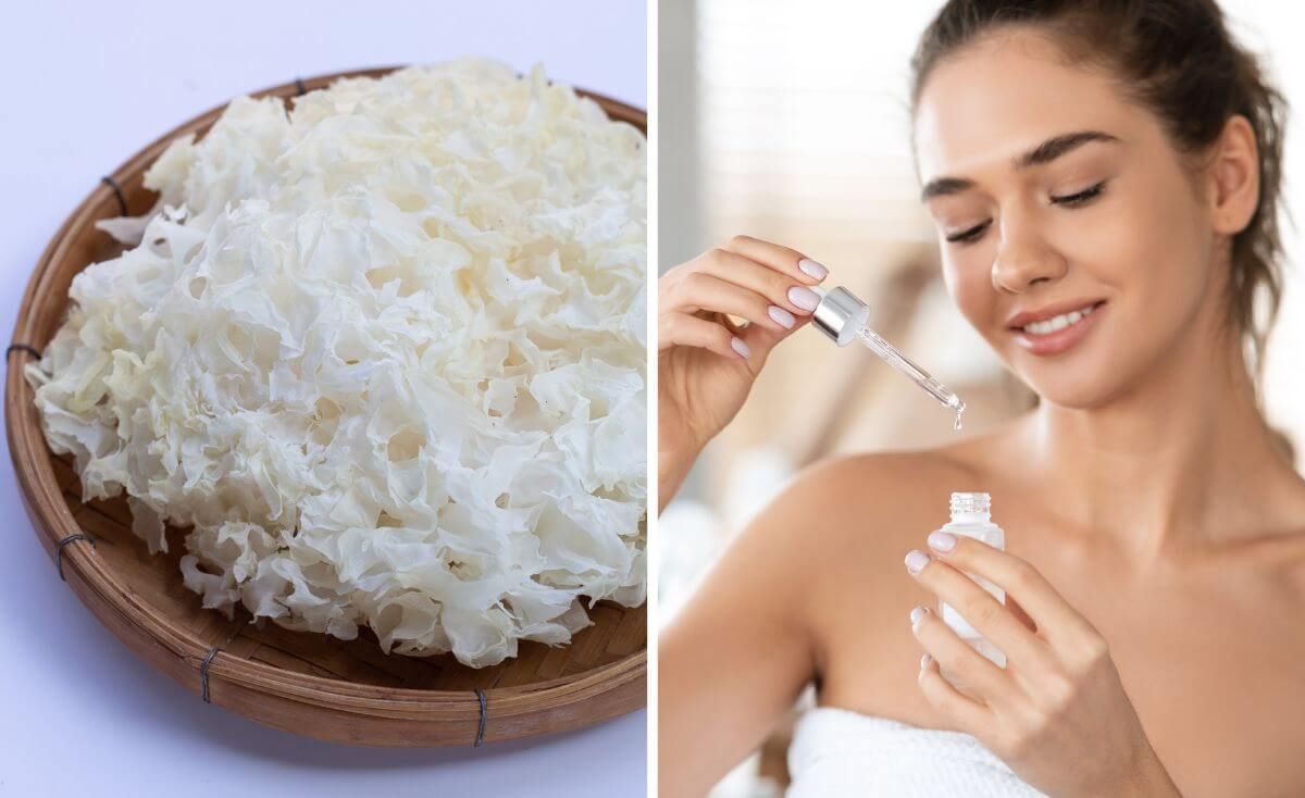 tremella mushroom