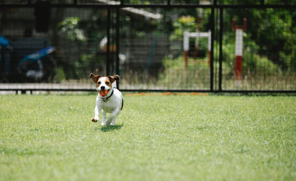 GPS Dog Fences