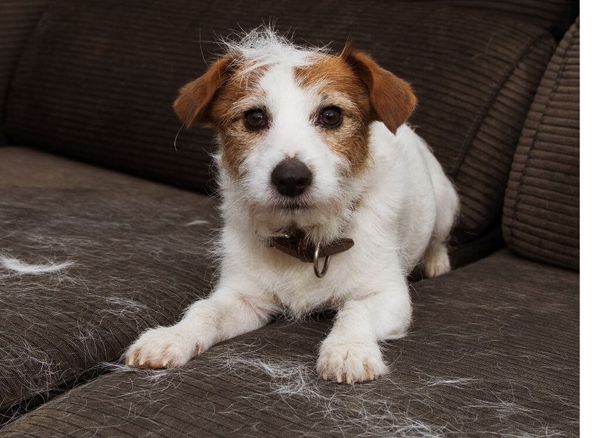 Best Dog Hair Remover For Car: A Guide to Keeping Your Vehicle Fur-Free!