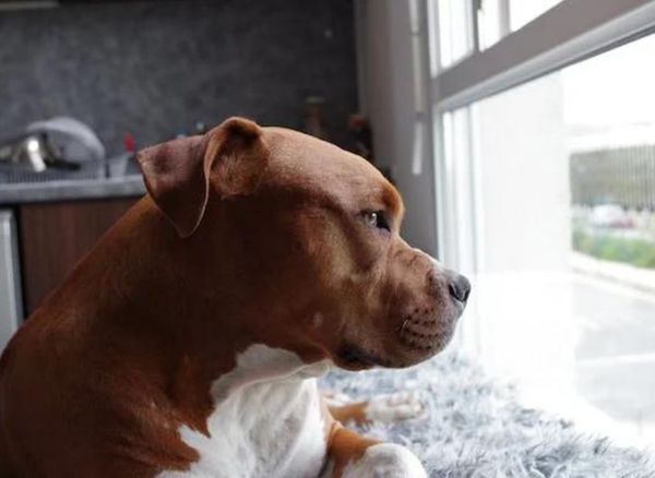 The Ultimate Guide to the Best Dog Food for Pitbulls with Skin Allergies