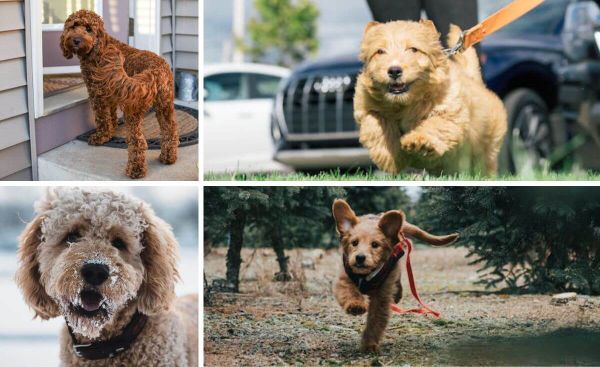 A Pawsitively Purrfect Doodle Shampoo: All-Natural Solutions for a Soft and Shiny Coat