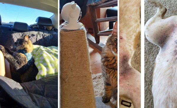 Paw-some! 6 Trending Amazon Products That Will Take Your Pet Parenting Game to the Next Level