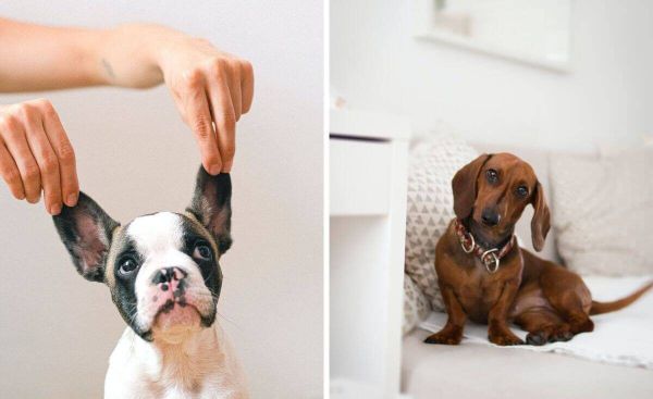 Give Your Dog the Best Probiotic Care for Optimal Health