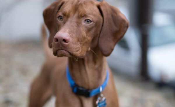 Tag ‘Em & Track ‘Em: A Detailed Look into the Best AirTag Collars