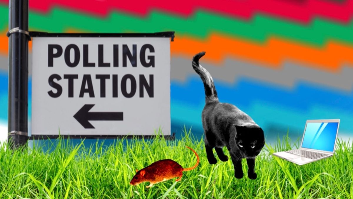 Cats, rats and political prisms