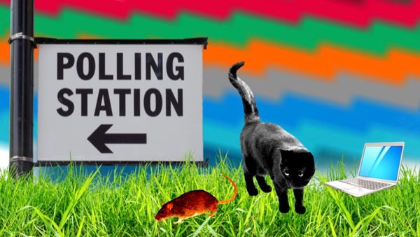 Cats, rats and political prisms