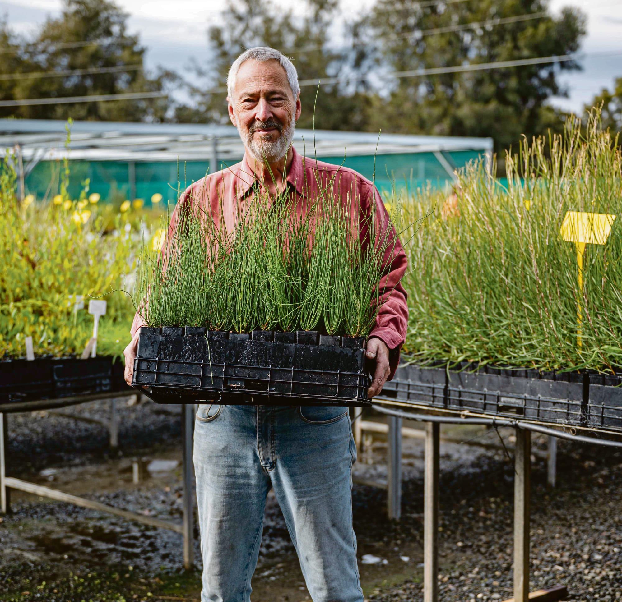 Tree Scheme restoring our green space