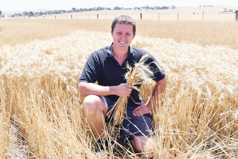 Call for ban on GM crops to be lifted