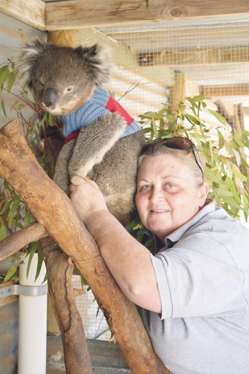 Roaming Koalas