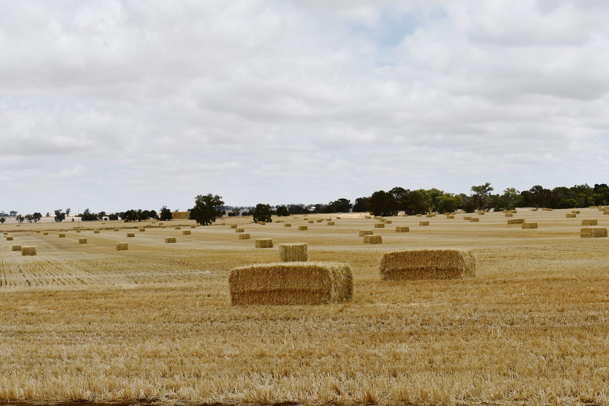 El Niño blamed for seasonal profit forecast