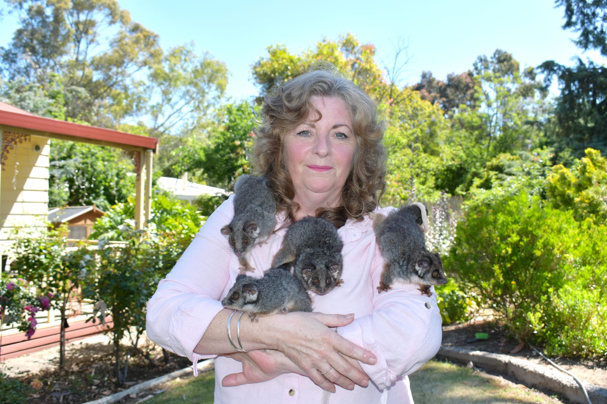 A big possum problem