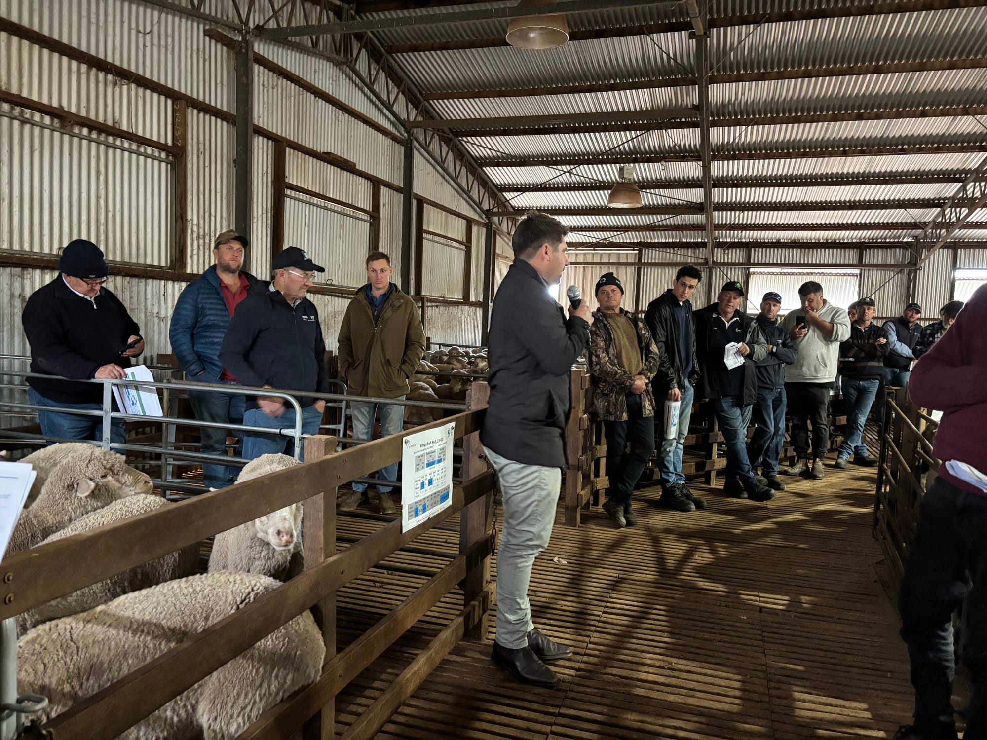 Turretfield Field Day for SA Merino Sire Evaluation Trial