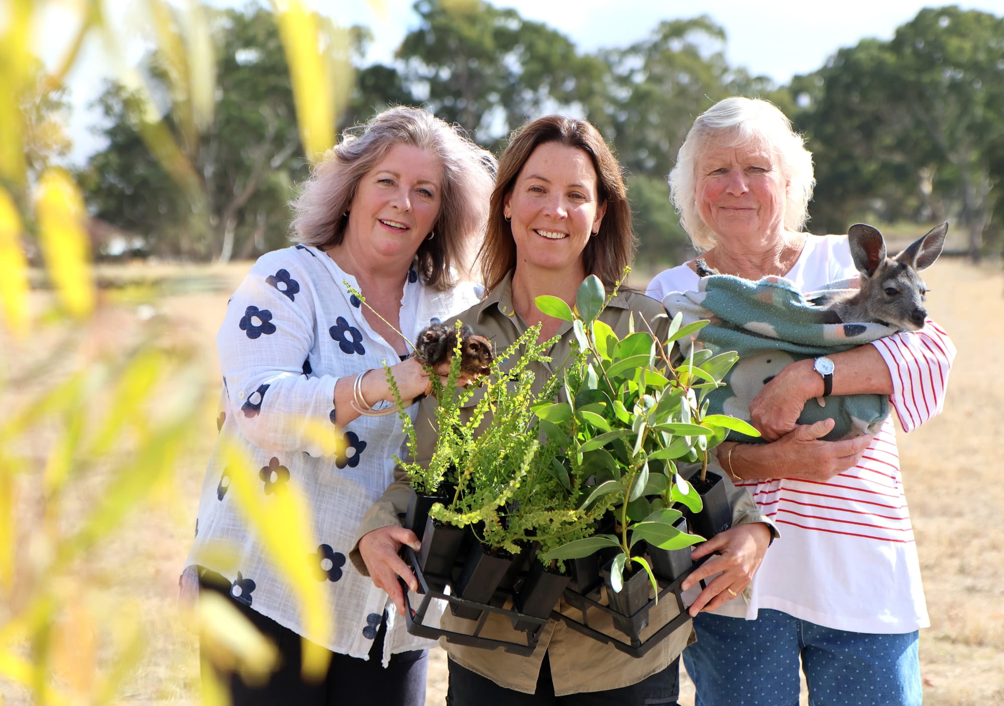 Koalas, green thumbs and free native plants