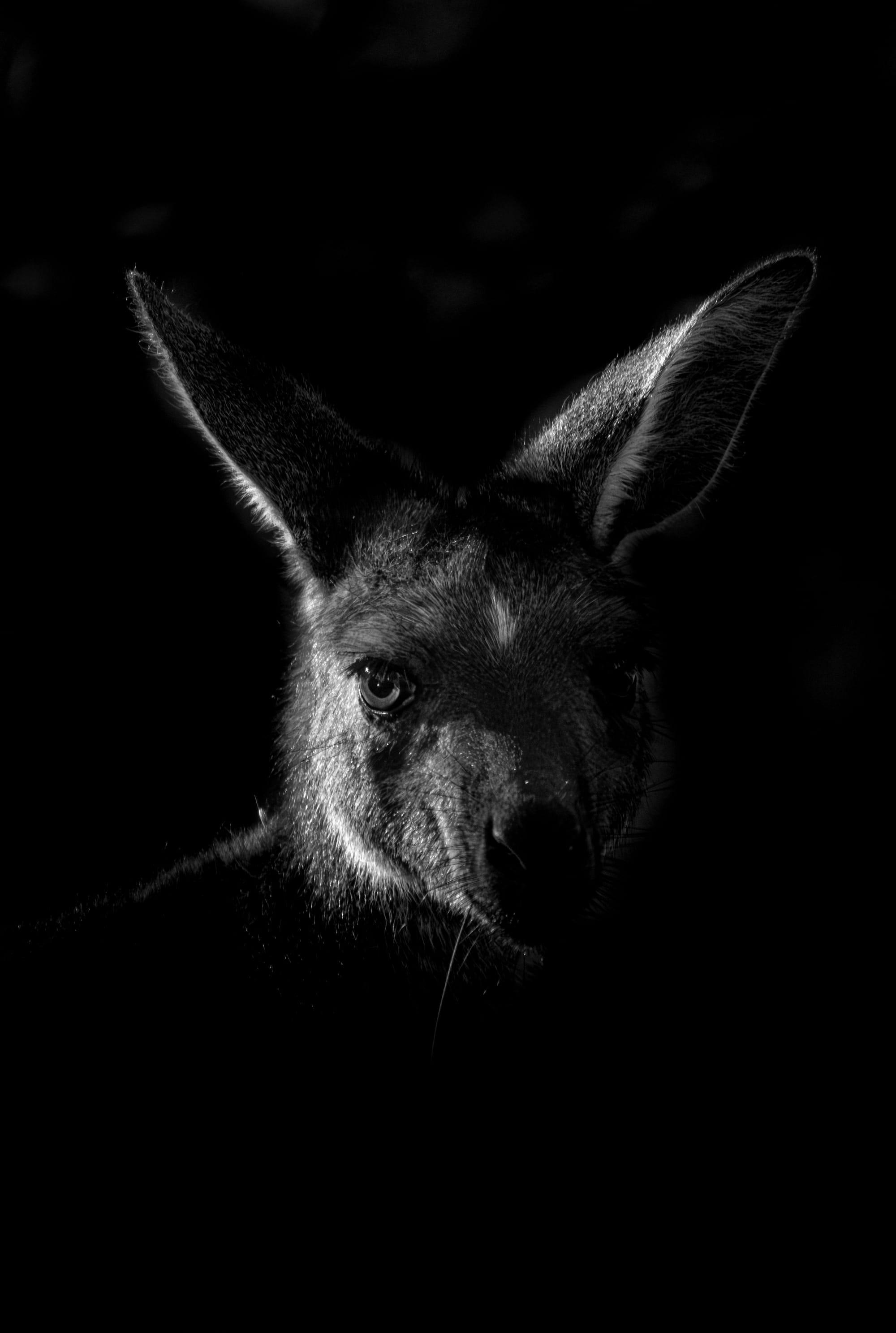 Liam’s monochrome marsupial gains national attention