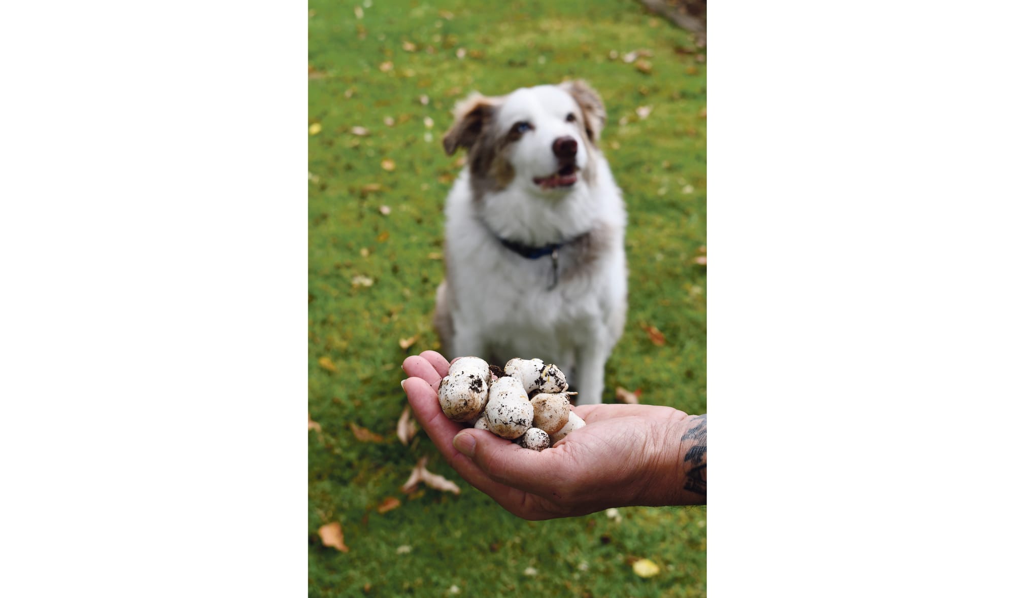 Don’t forage for mushrooms