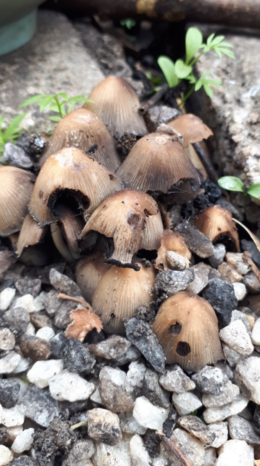 Not worth the risk, wild fungi in the spotlight