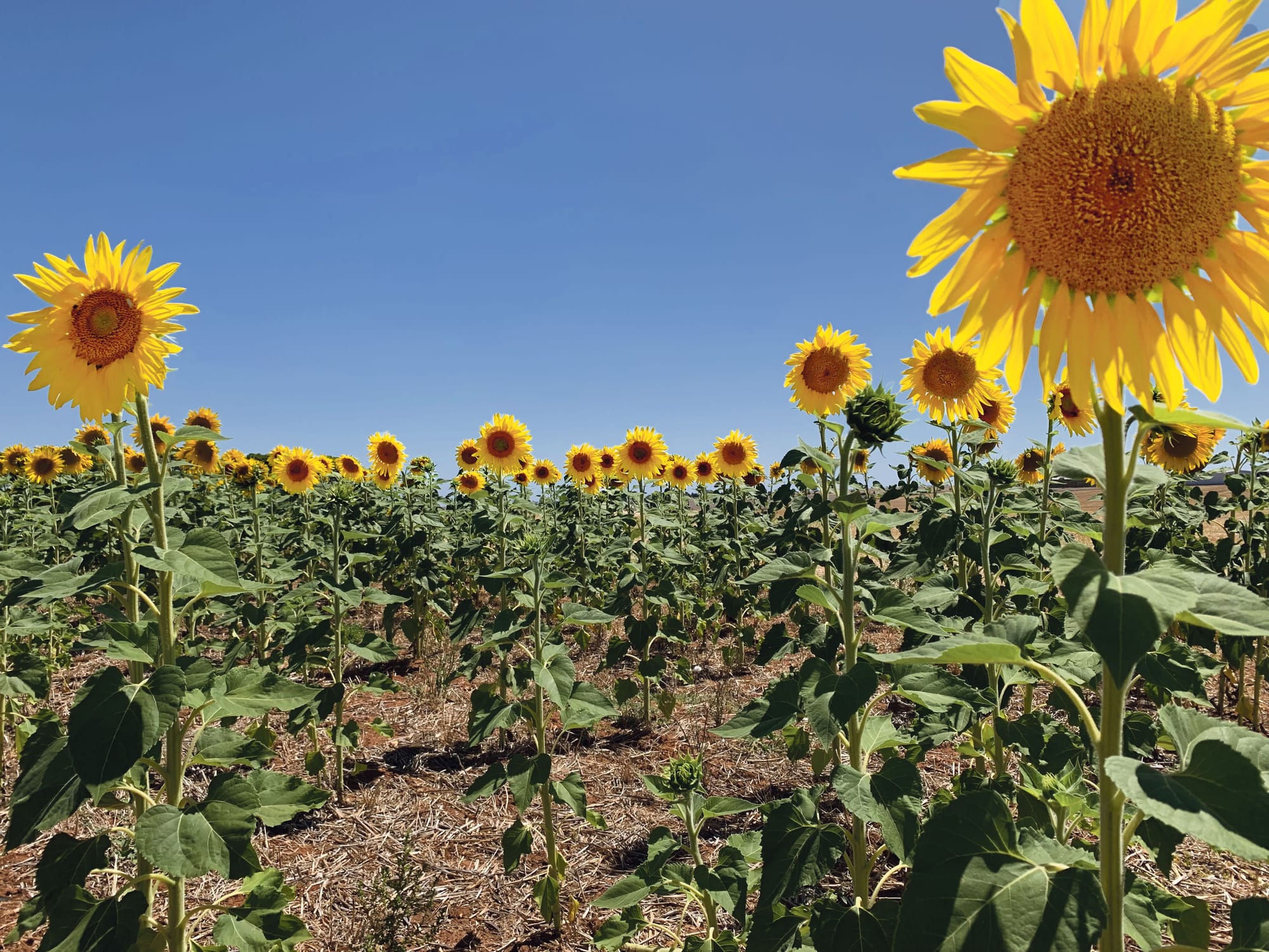 Freeling fundraiser a blooming success