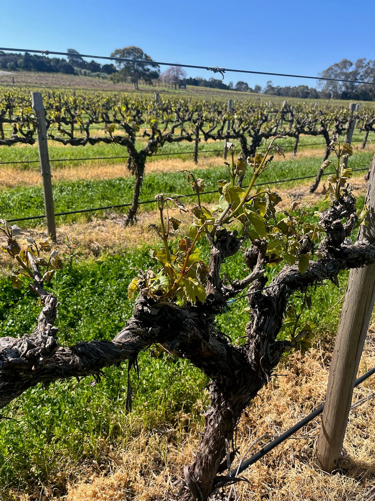 Secondary budburst creates cautious optimism for Barossa growers