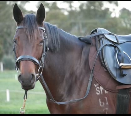 Theft forces horseriders out of the saddle