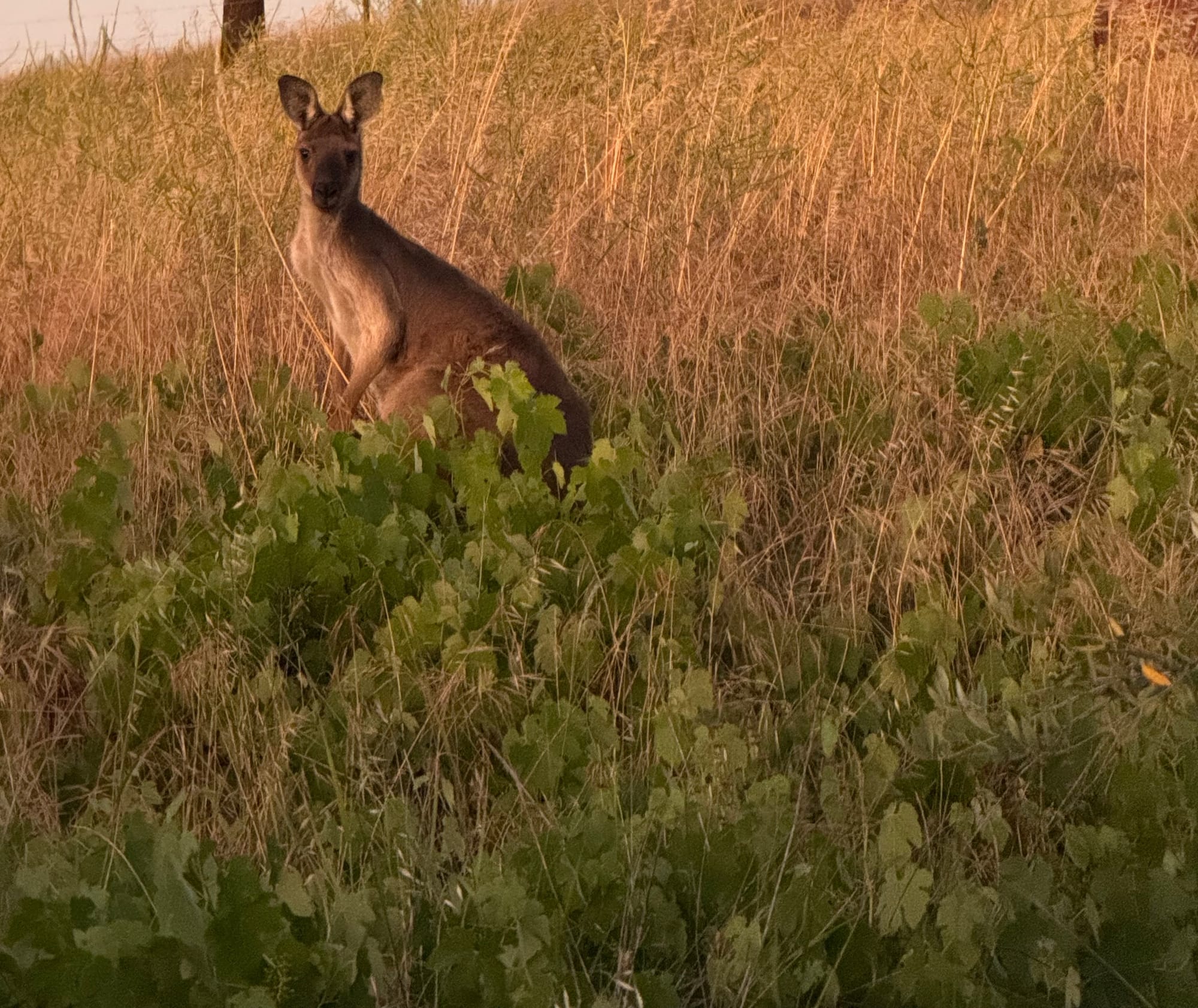 Williamstown named by RAA as one of the worst places for Kangaroo collisions in SA