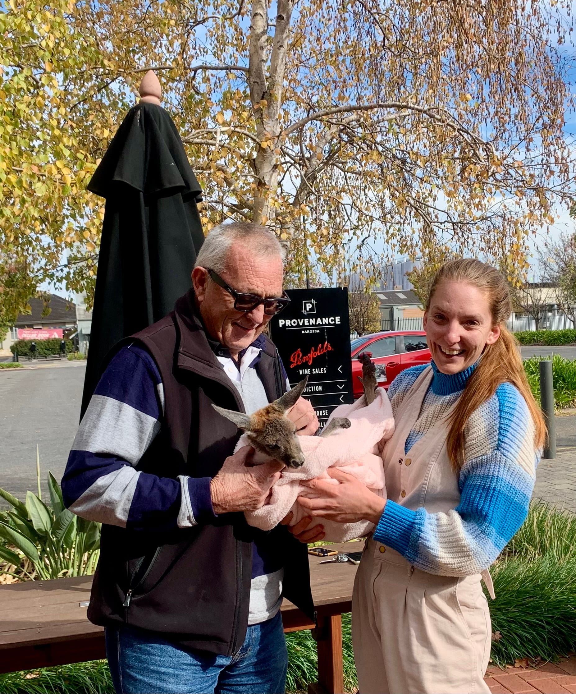 Grasses grown for local kangaroos