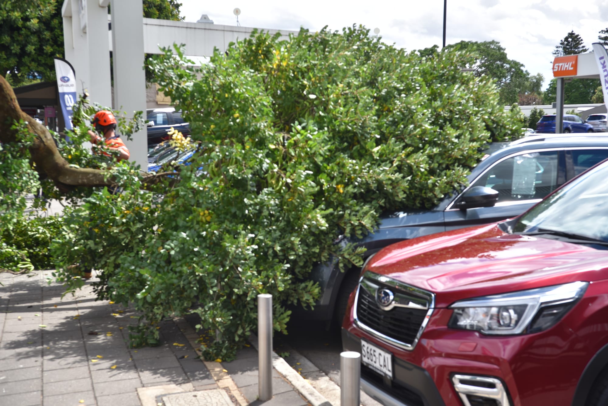 Trees take out cars at Tanunda