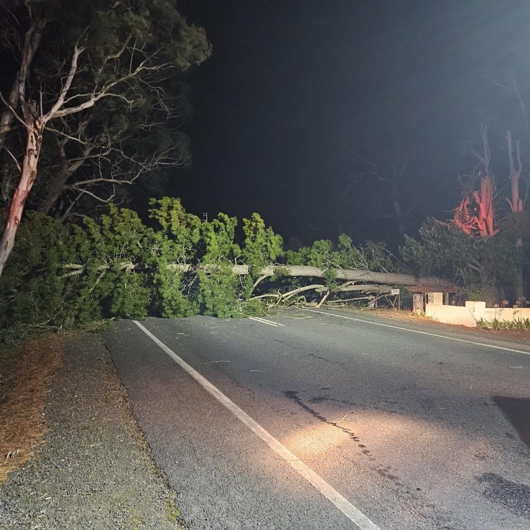 Fallen tree blocks road at Mount Pleasant