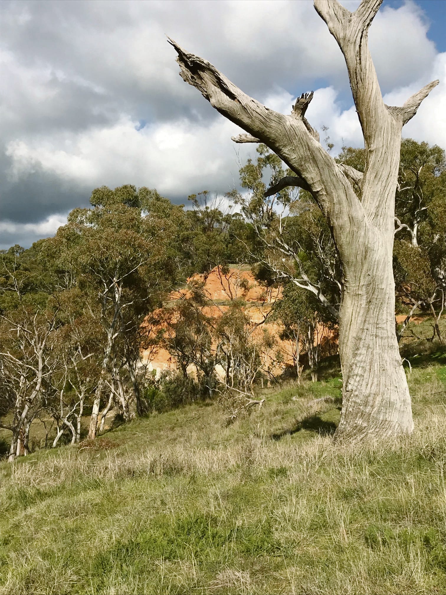 Conservation at Lyndoch