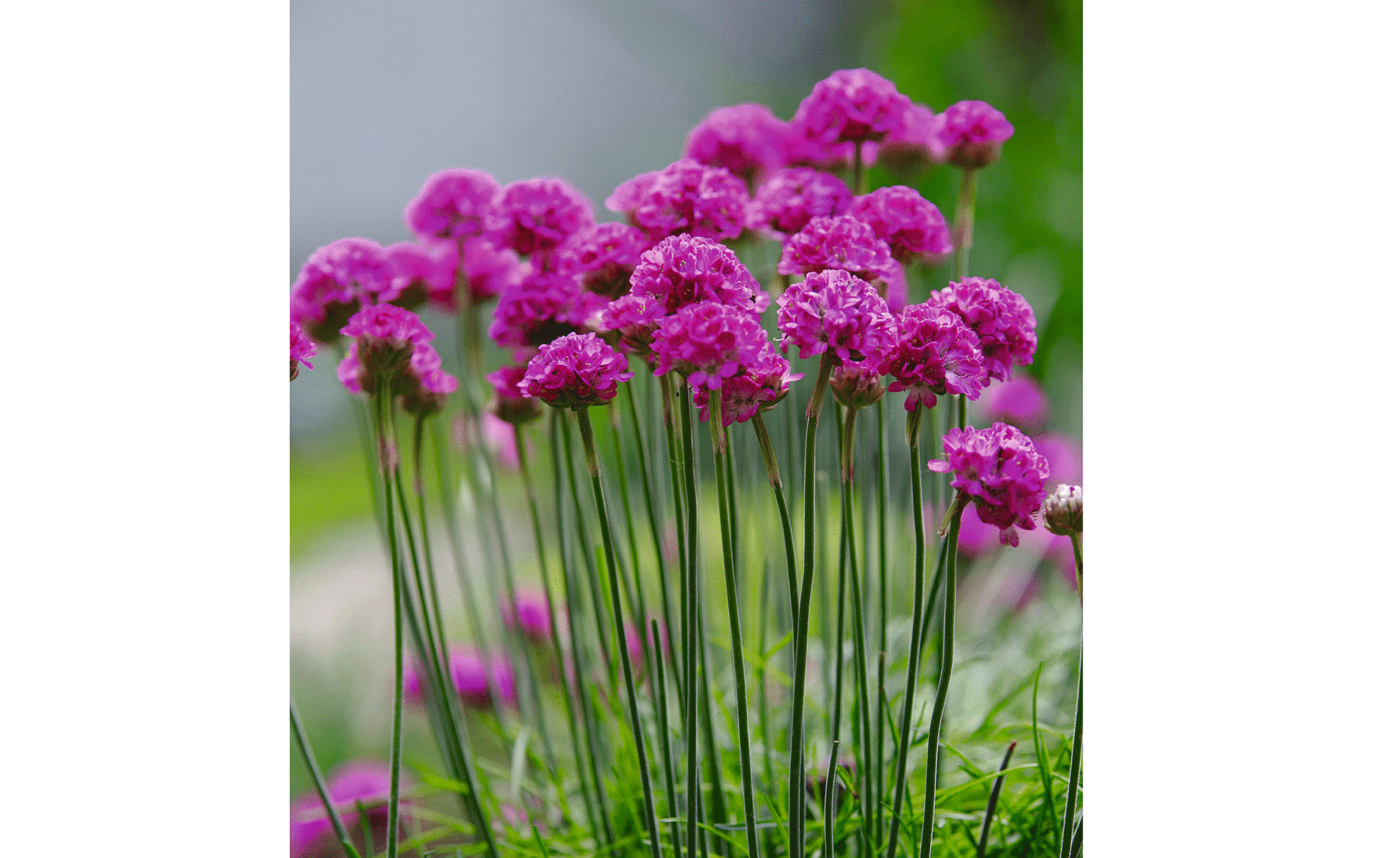 Gardening in August