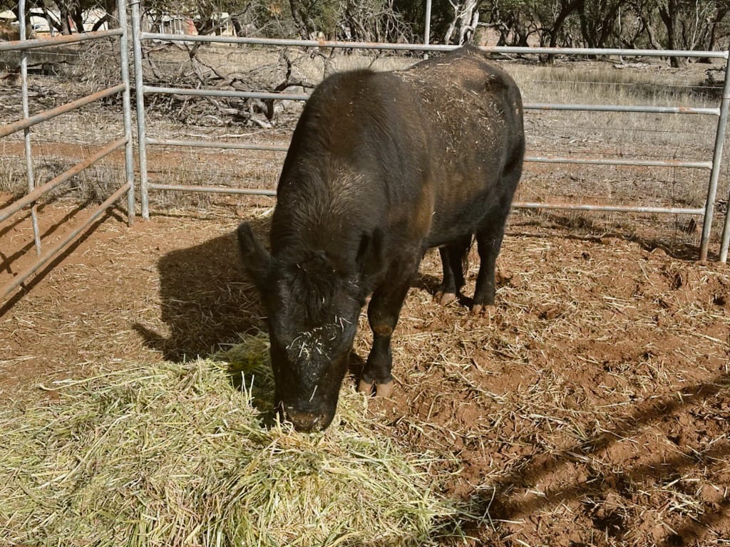 On the moo-ve in Light Regional Council, no bull