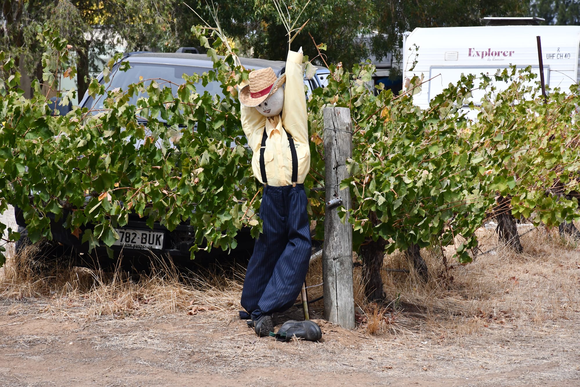 Angaston