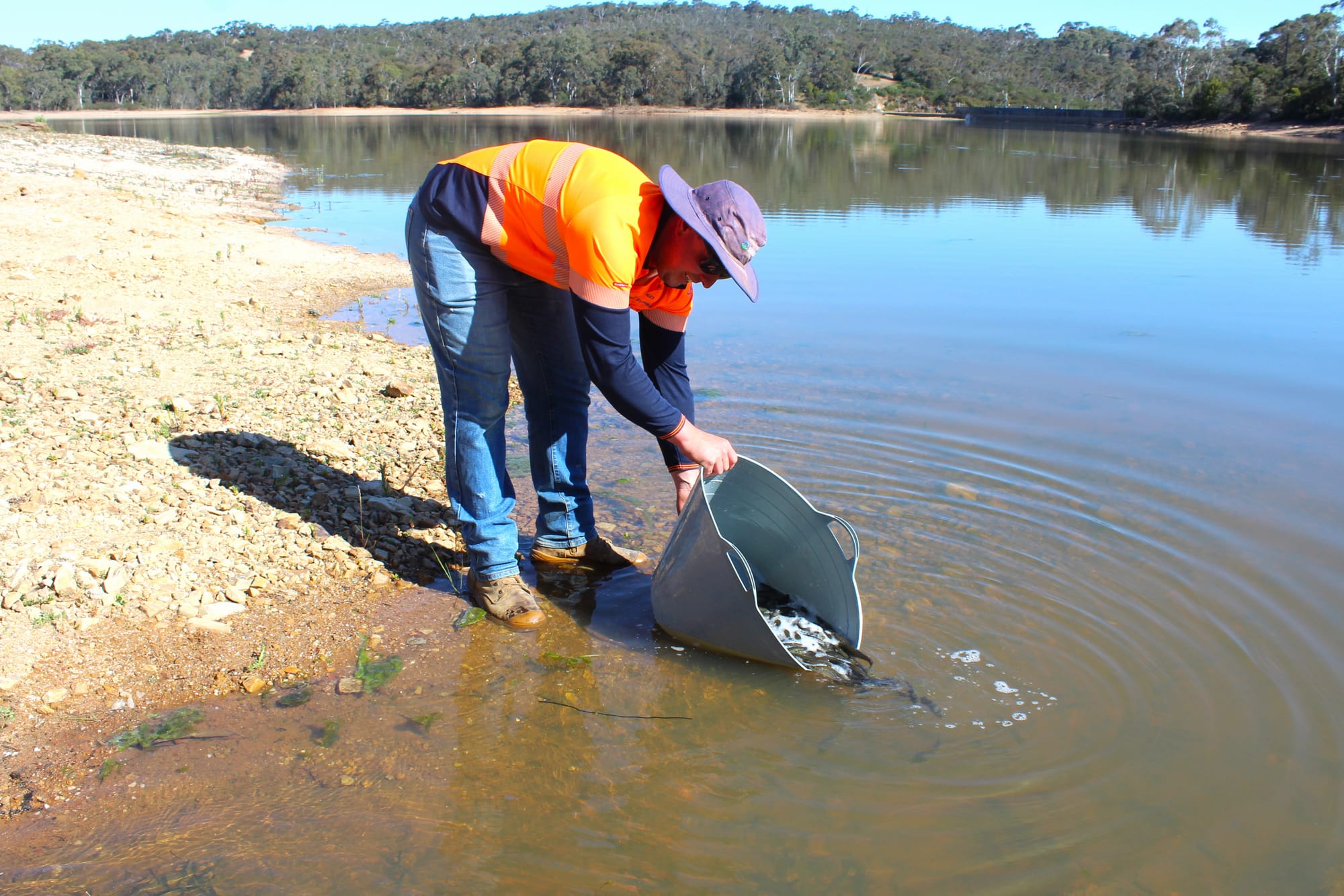 Oh my cod! Favourite fish returns to Reservoir