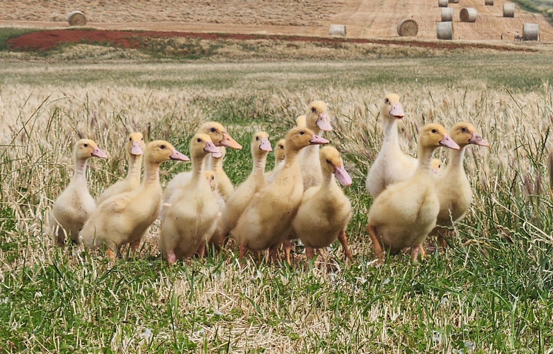Farmer in Focus: Koonunga Valley Produce