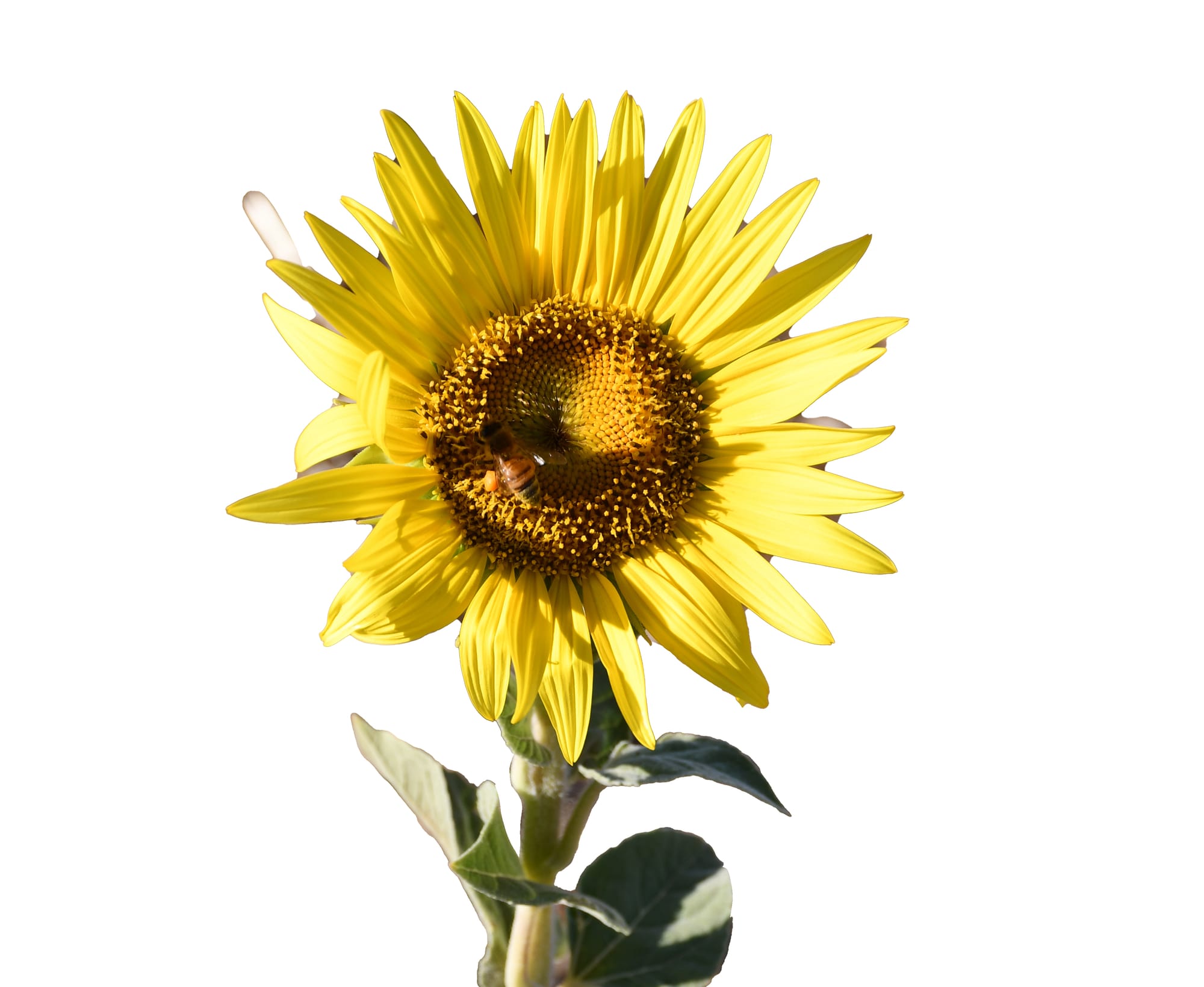 Small but still sunny - for an important cause