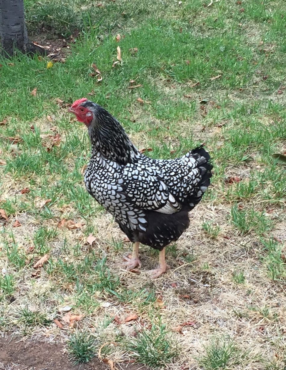 Has Lacey the chook found a new home?