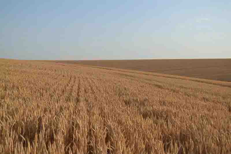 Positive grain forecast for the season despite pressures