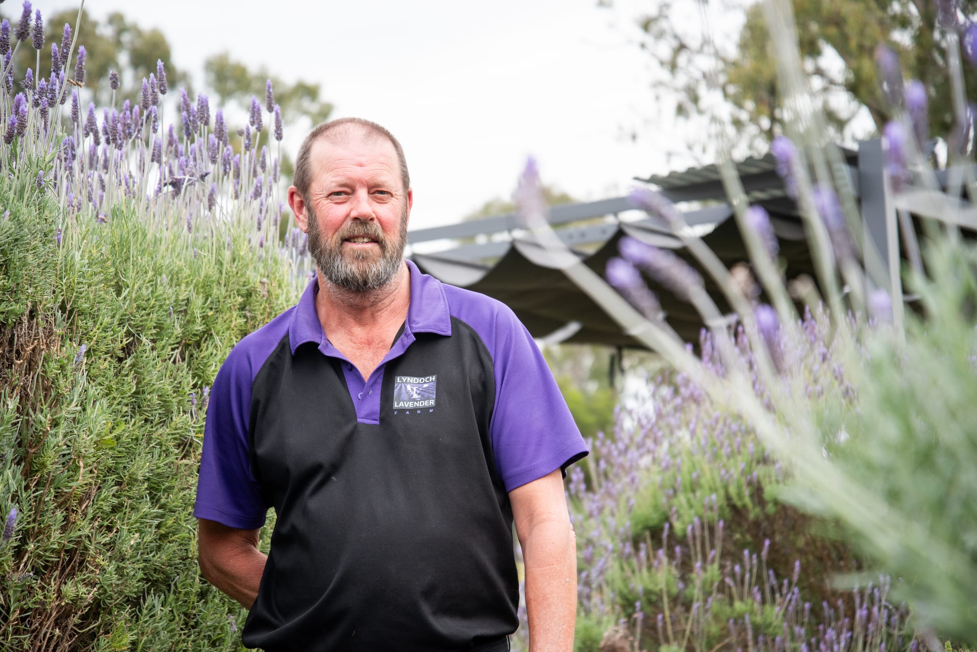 Lavender dream at Lyndoch