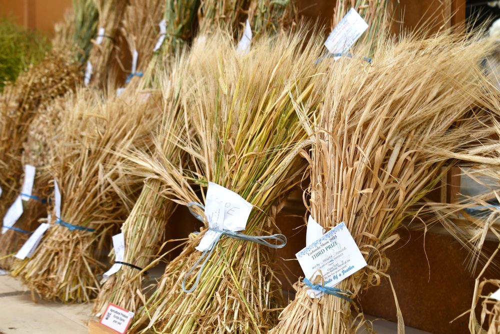 2024 Eudunda Show Results post image