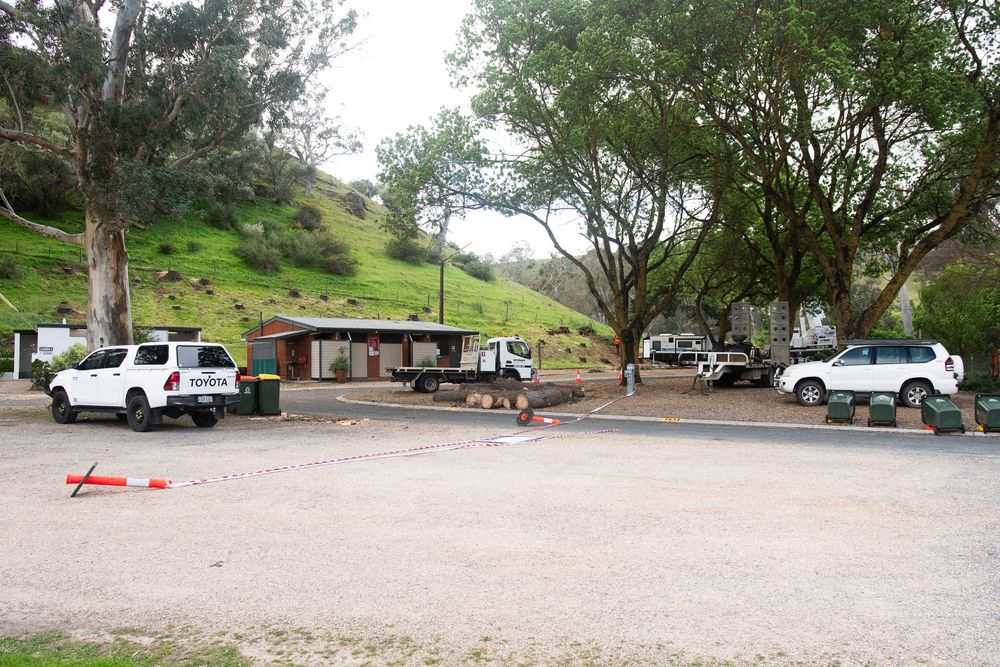 Williamstown Caravan Park pine tree removal post image