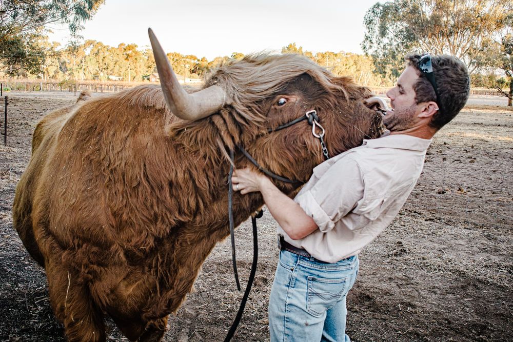 Moo-velous event returns to Mount Pleasant post image