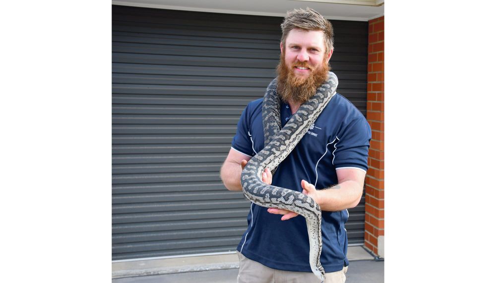 Snake season is here! post image