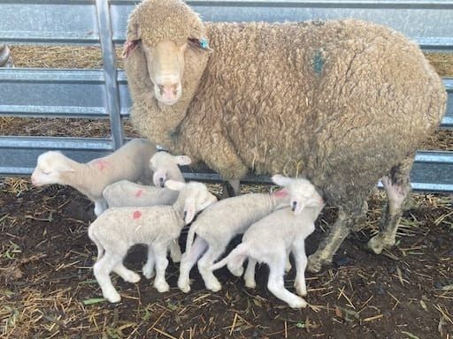 Ewe-reka! Marrabel farmer welcomes six lambs post image