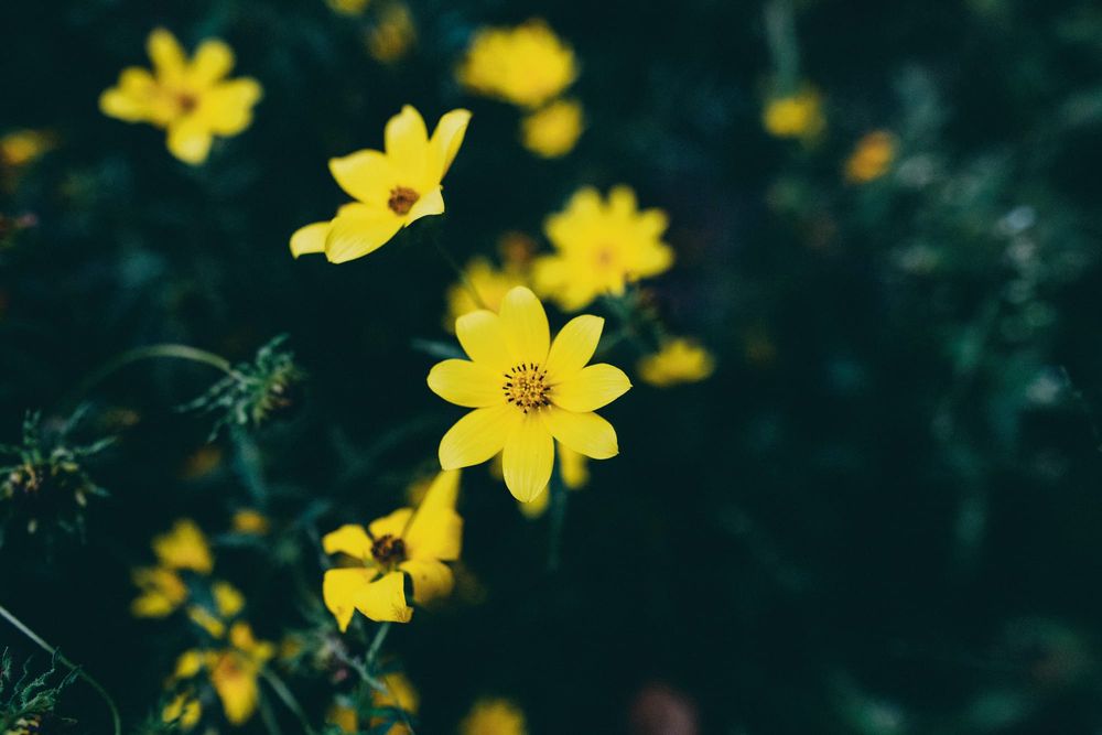 November in the garden... post image