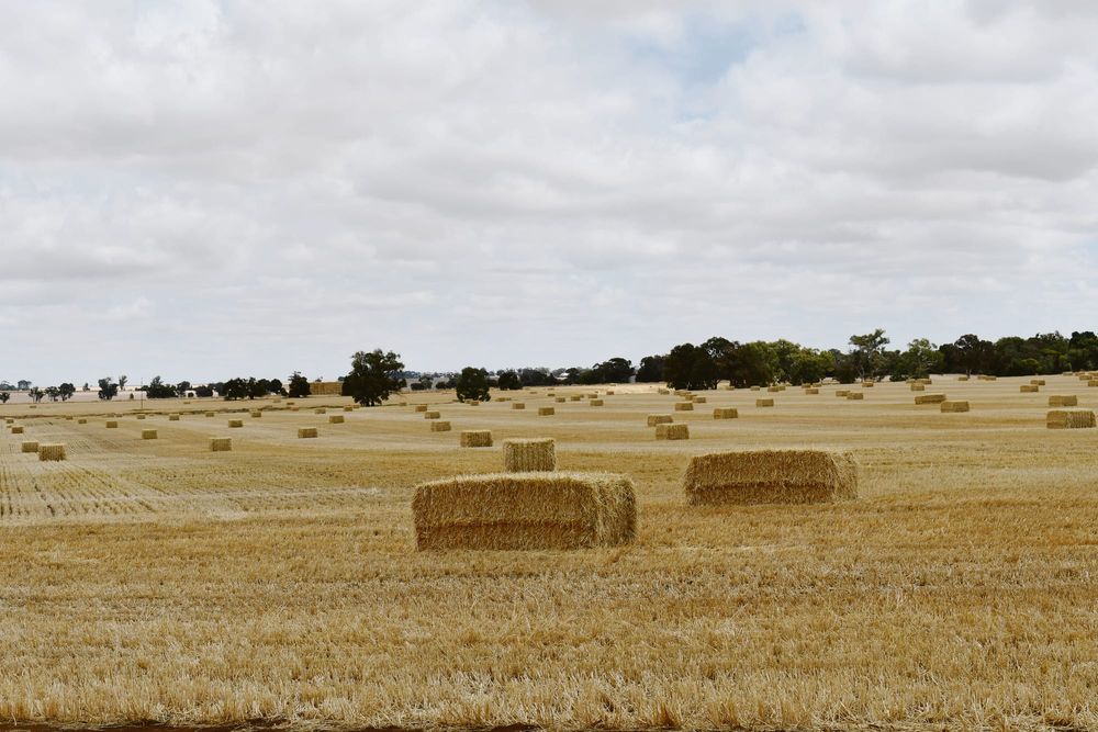 El Niño blamed for seasonal profit forecast post image