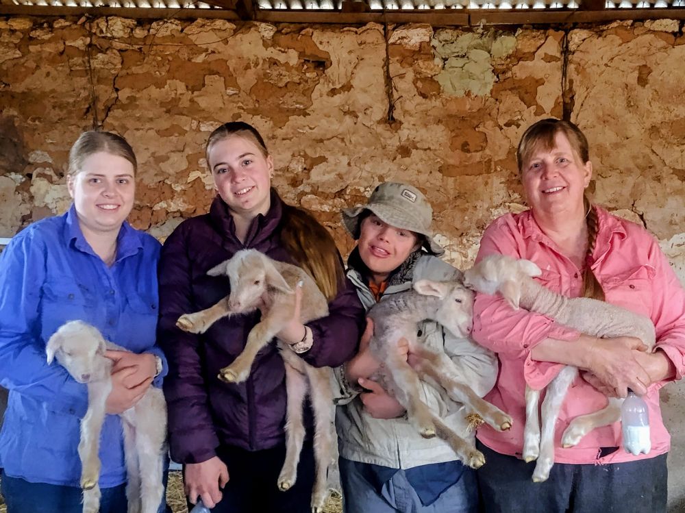 Lamb 'orphanage' a family affair post image