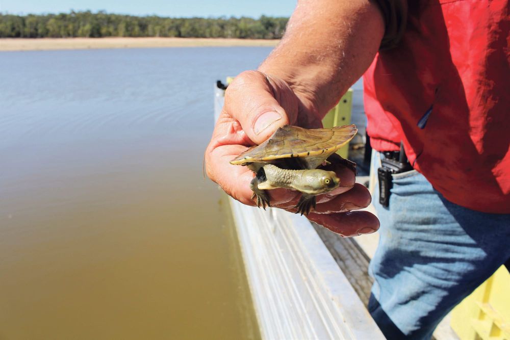 Turtles relocated to South Para Reservoir post image