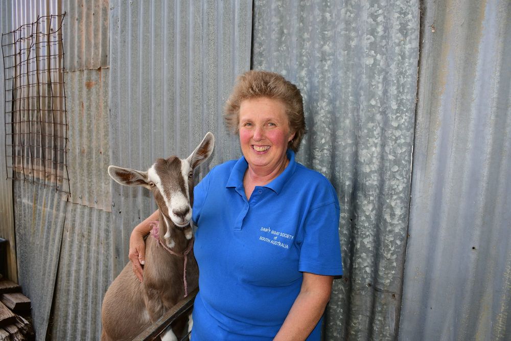 Milking it – a packed programme for Tanunda Show post image